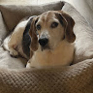 Meet your Posher, Susie